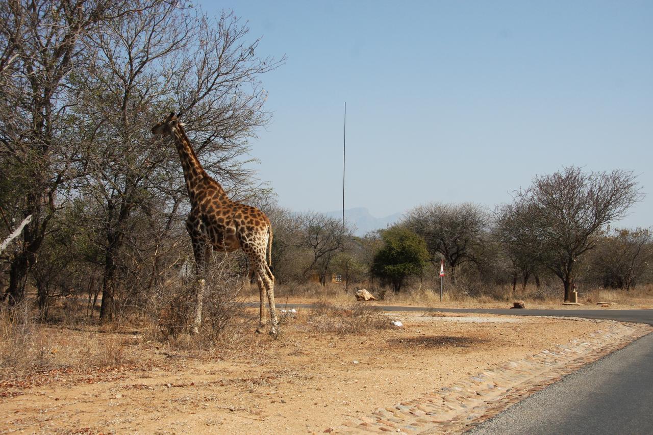 Giraffe Lodge Hoedspruit Exteriör bild